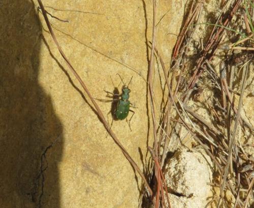 Cicindela campestris